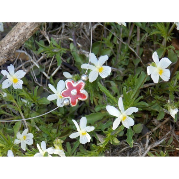 Dixie - Picture 2 of 5